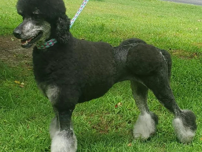 Angel's Star Poodles