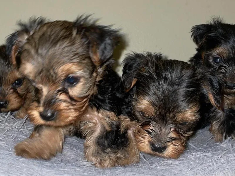 Angel's Yorkies