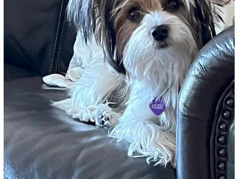 Angel Spun Yorkies
