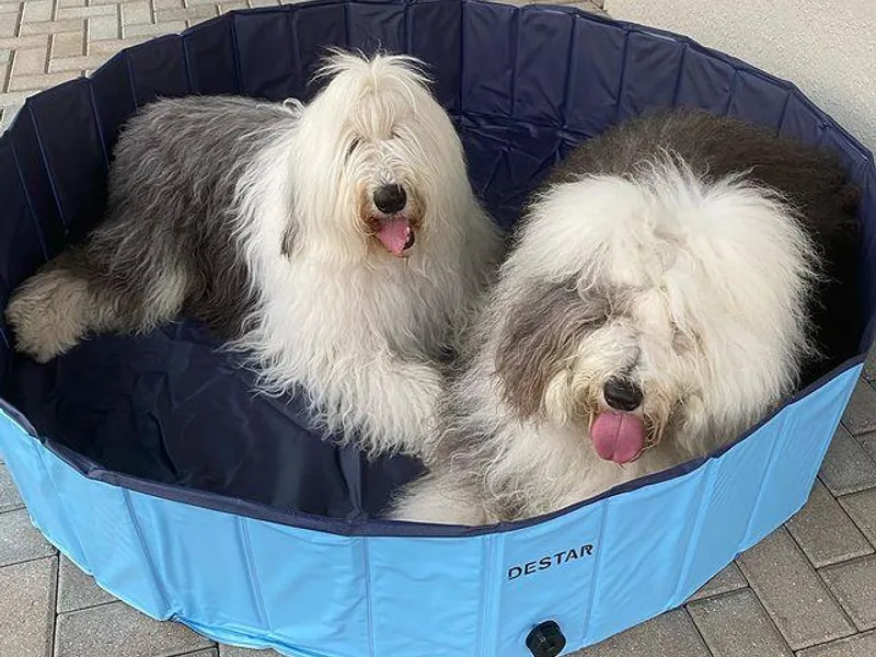 Angela Biber's Old English Sheepdogs