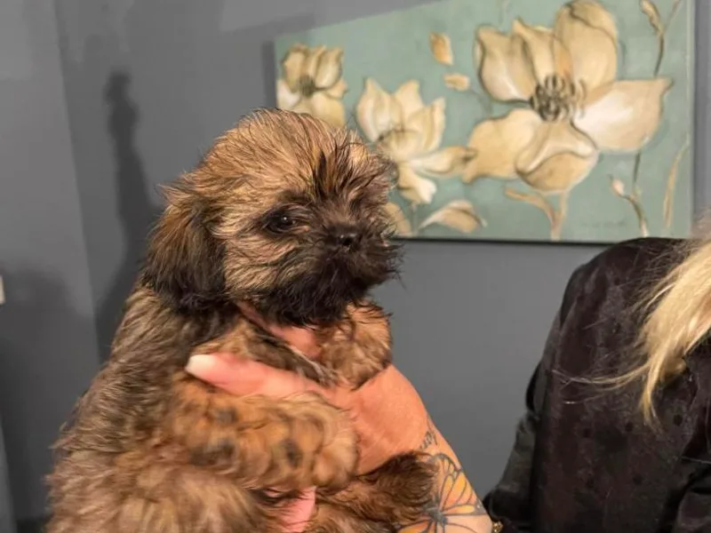 Angela Driver's Shih Tzu