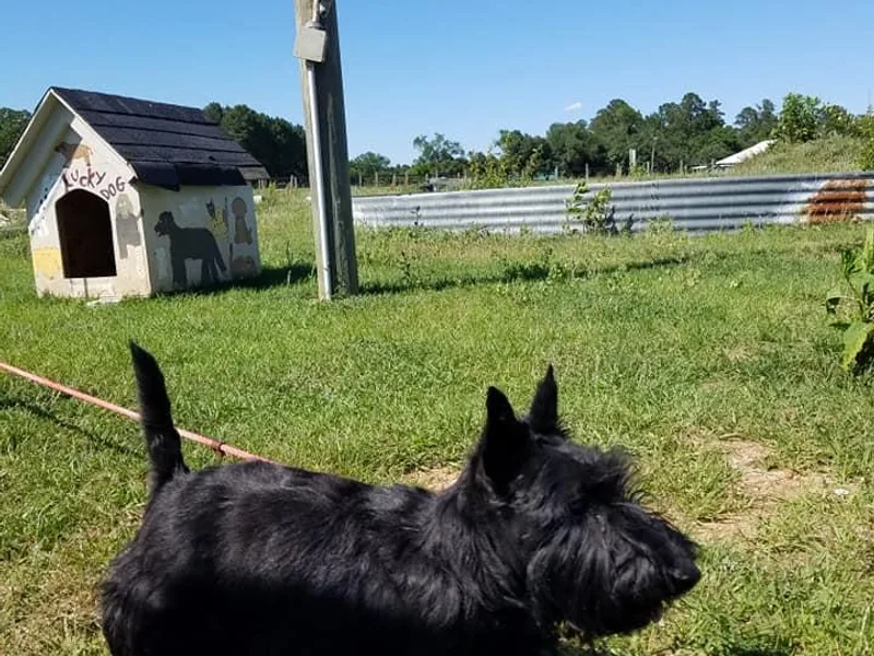 Angela Hardy's Scottish Terriers