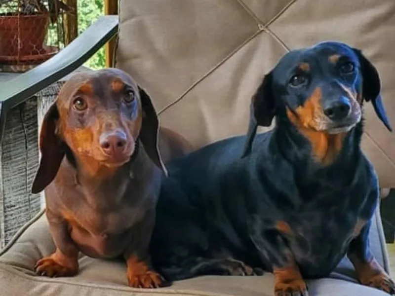 Angela Pinkerton's Dachshunds