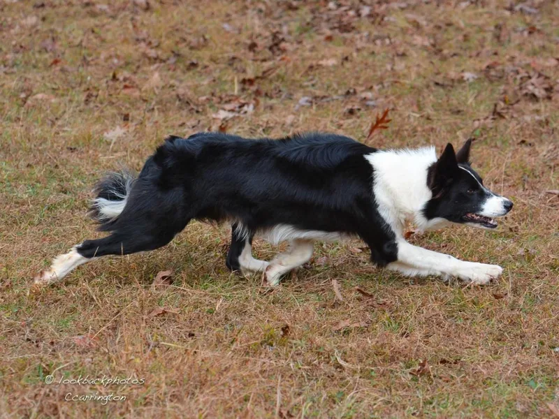 Angela's Border Collies