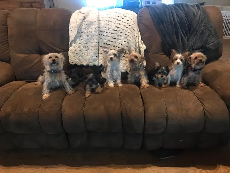 Angela's Yorkies