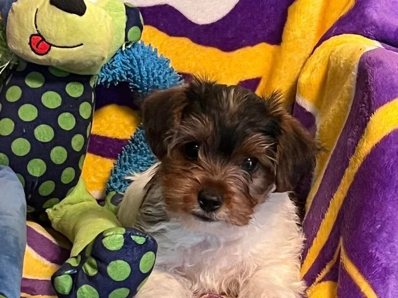 Angela's Yorkshire Terriers