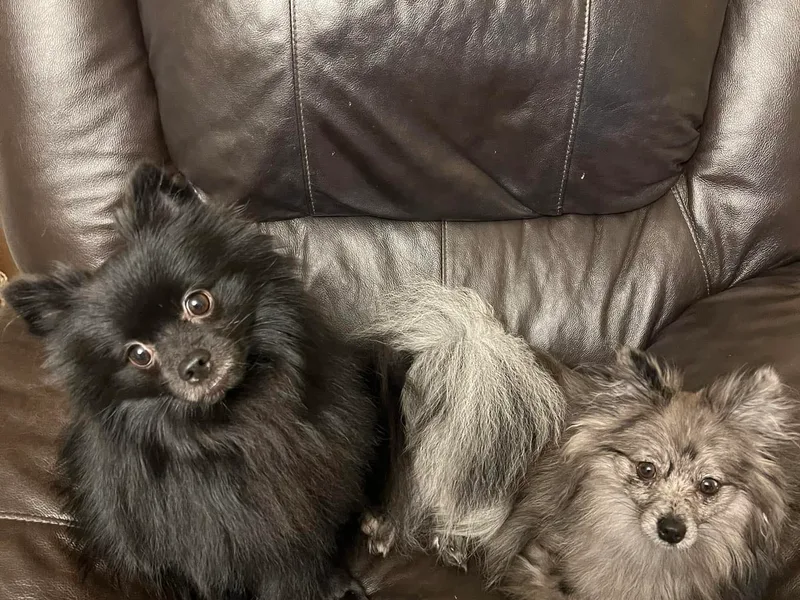 Angelas Pomeranians