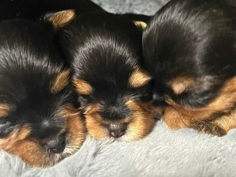 ANGELHEARTS YORKIES and yorkie darlings