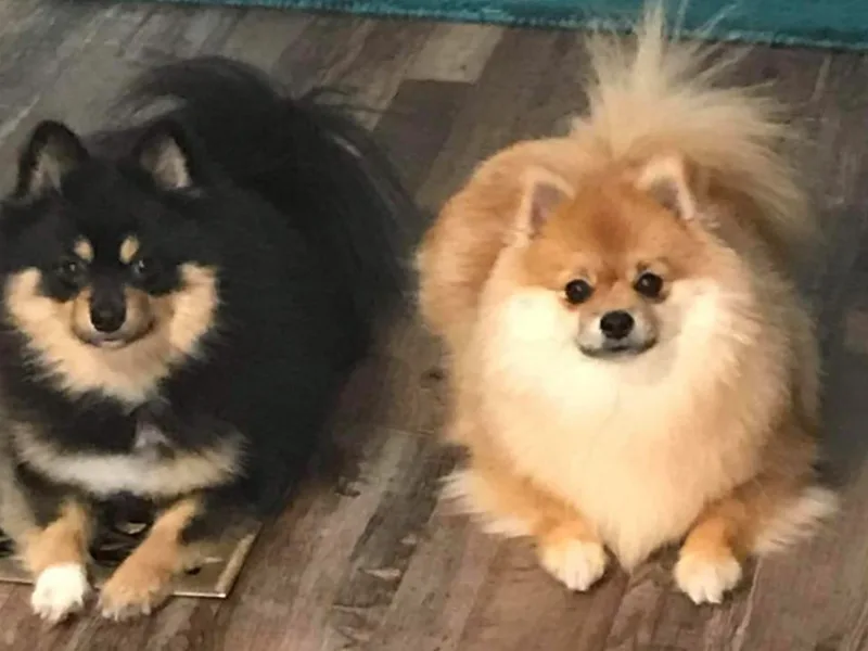 Angelic Precious Pomeranians