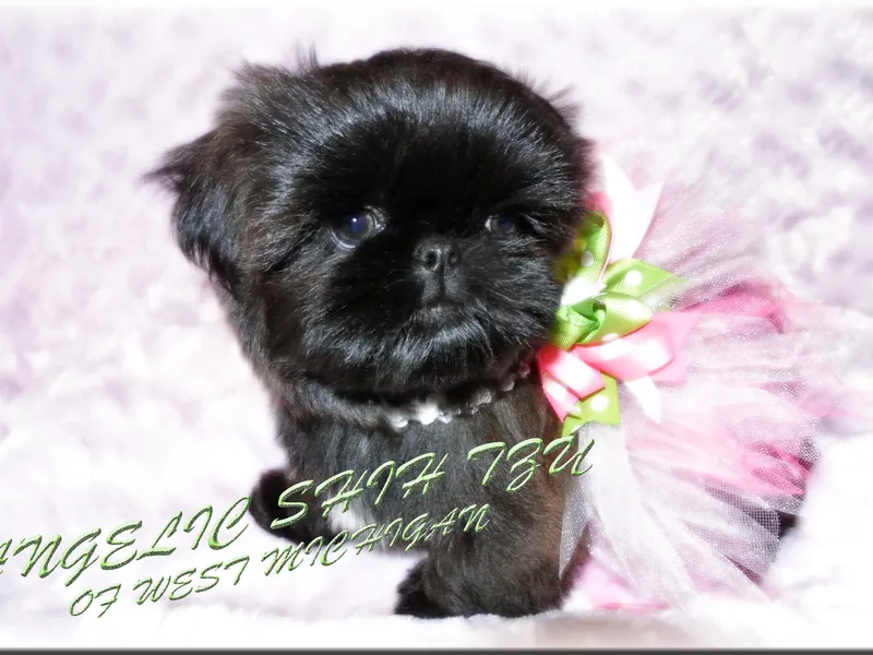 Angelic Shih Tzu of West Michigan