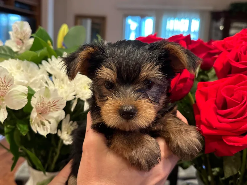Angelica's Yorkshire Terriers