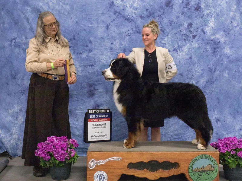 Angelina's Bernese Dogs