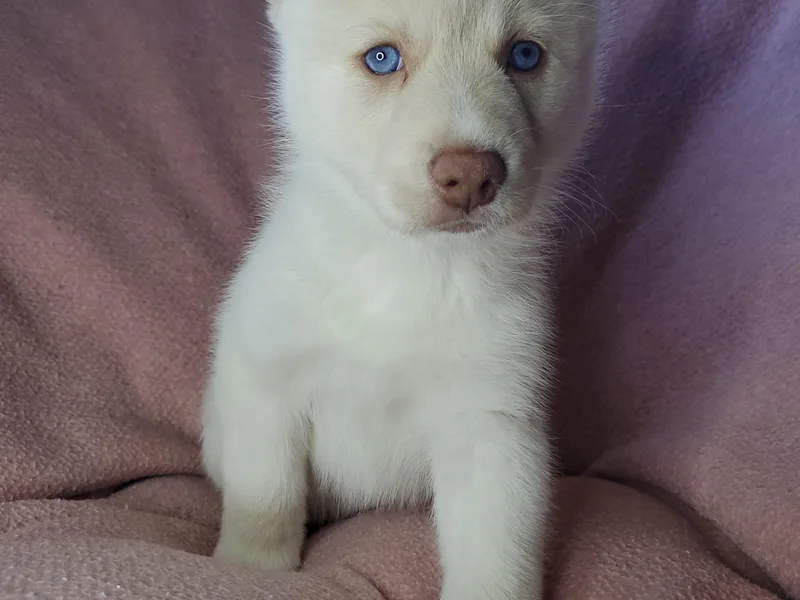 Angels Pomskies photo 1