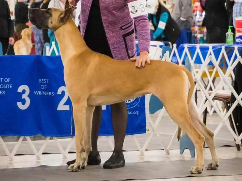Angelwingz Kennels