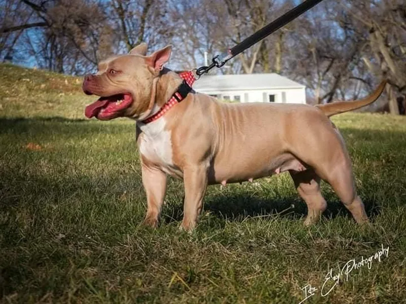 Angie Johnson's American Bully
