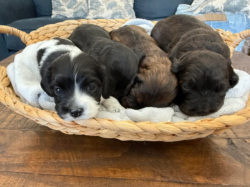 Angie’s Cockapoos