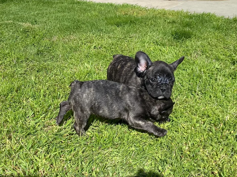Angie's French Bulldogs