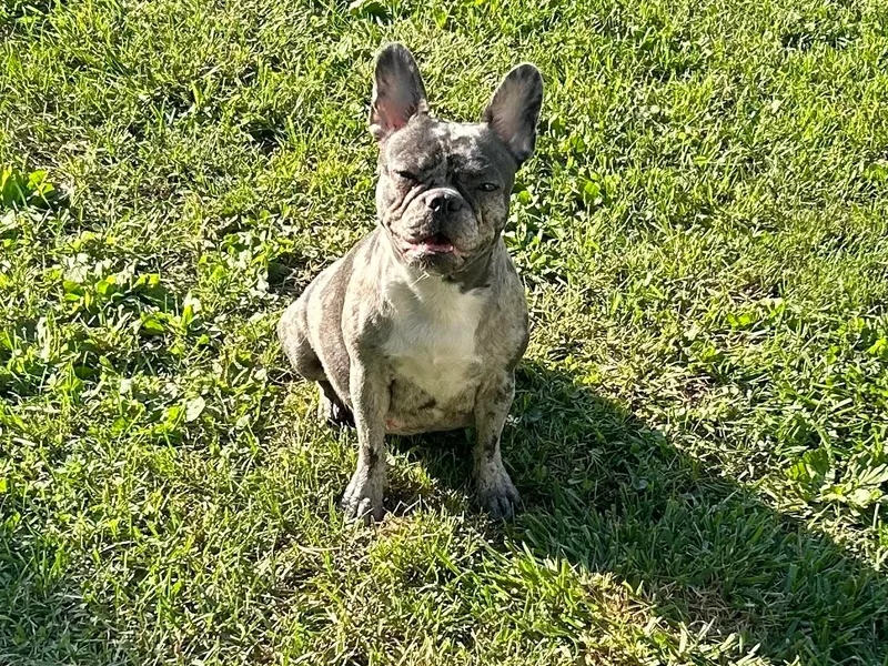 Angie's Little Bostons And Frenchies