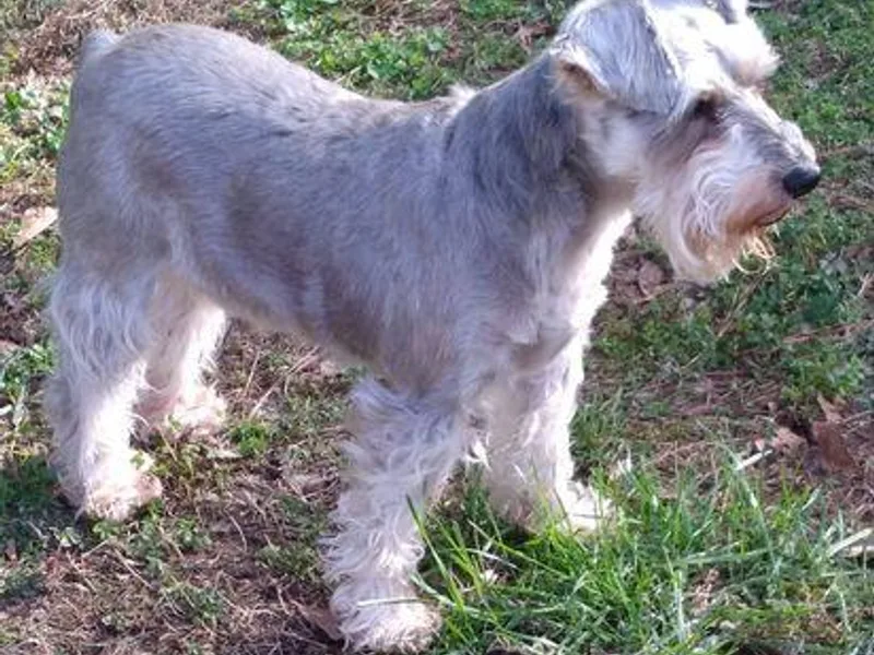 Angie’s mini schnauzers