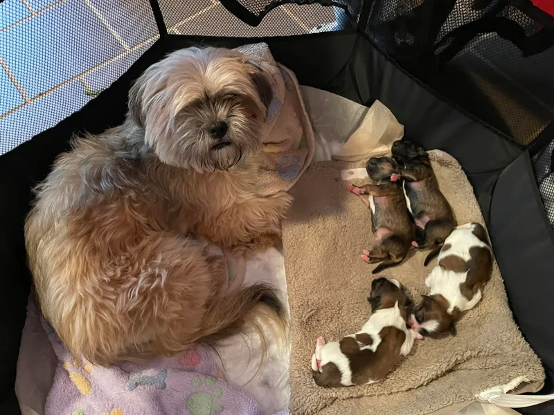 Angie's Shih Tzu Pups