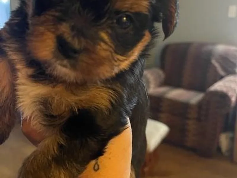 Angie’s Yorkies