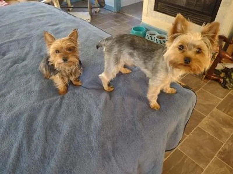 Angie's Yorkies