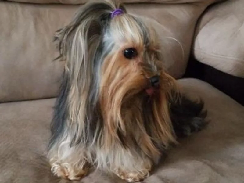 Angie's Yorkshire Terriers