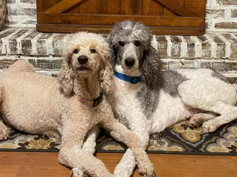 Angies Standard Poodles