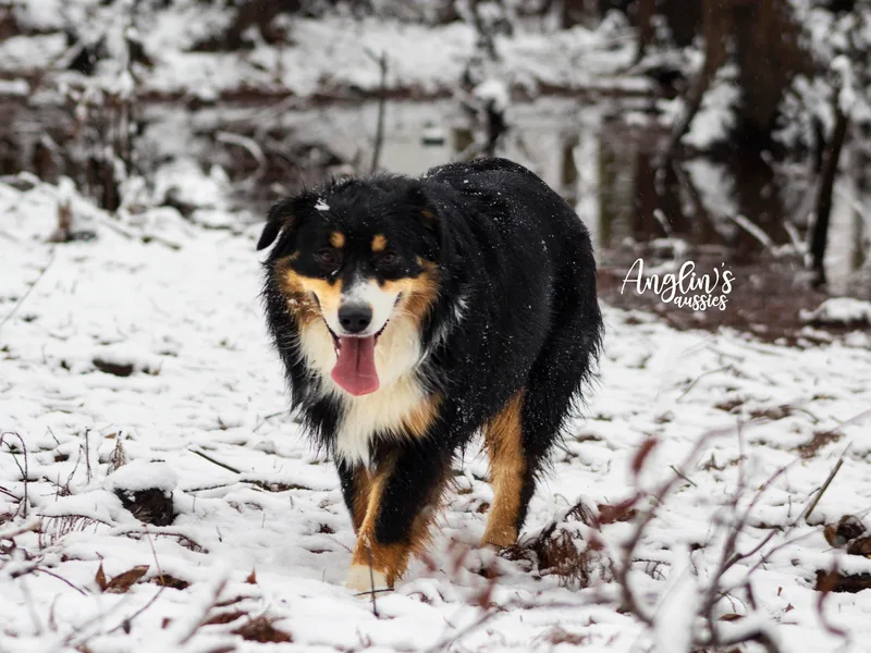 Anglin's Australian Shepherds