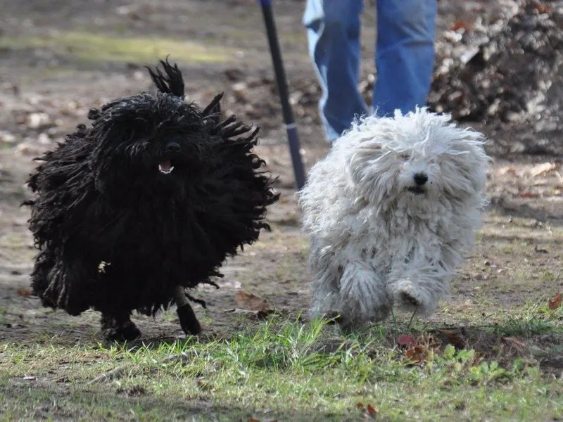 Angyal Haz Pulik photo 1