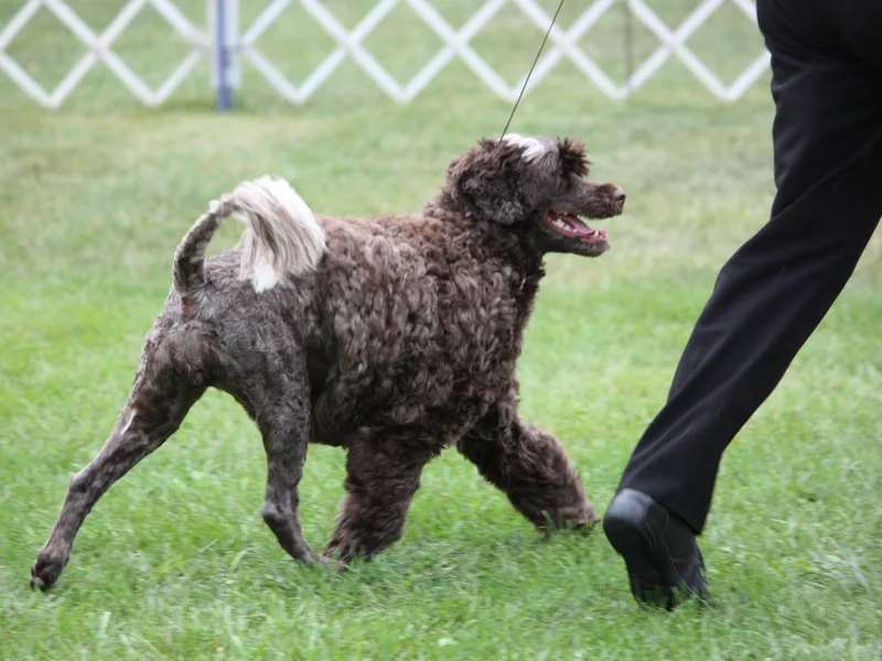 Anibays Portuguese Water Dogs