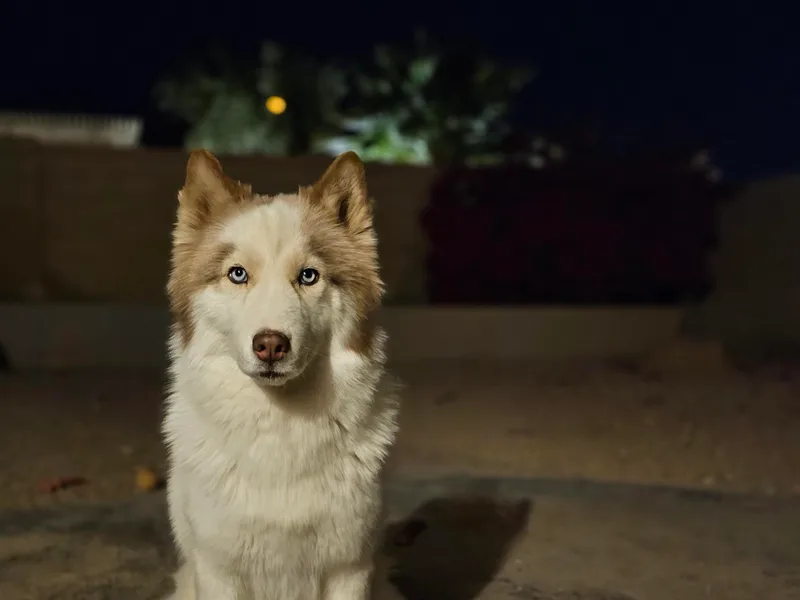 Anime Huskies photo 1