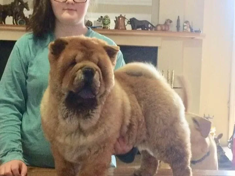 Anita Brown's Chow Chows photo 1