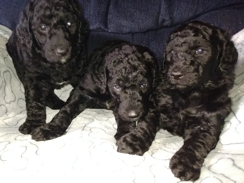 Anita's Goldendoodles