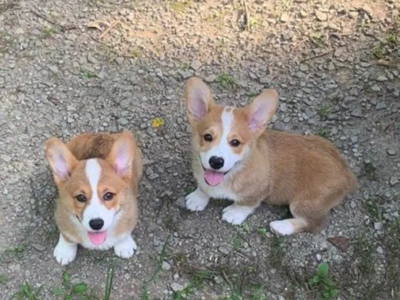 Anita’s little Corgi Haven