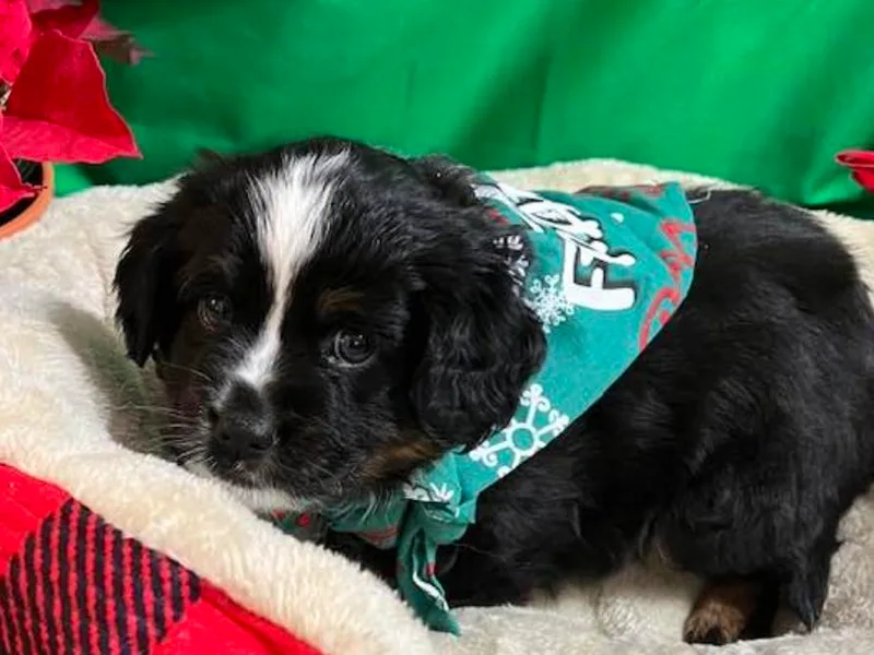 Anita's Mini Aussies