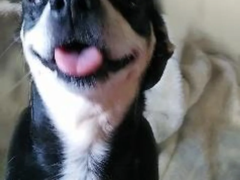 Anita's Pups