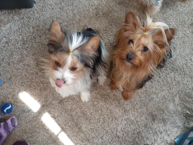 Anks Toys Yorkshire terriers