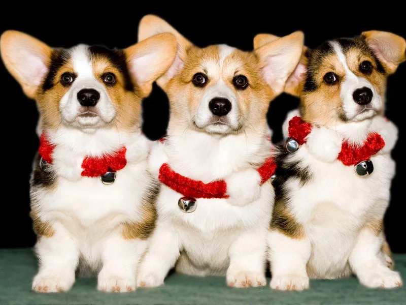 Anlen Pembroke Welsh Corgis