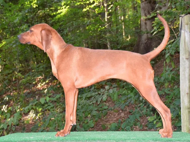 Anlon Kennels photo 1