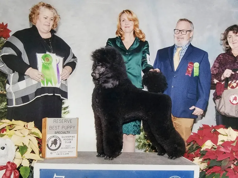 Ann Fischer's Poodles