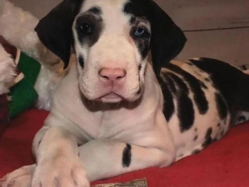 Ann n Janes Great Danes