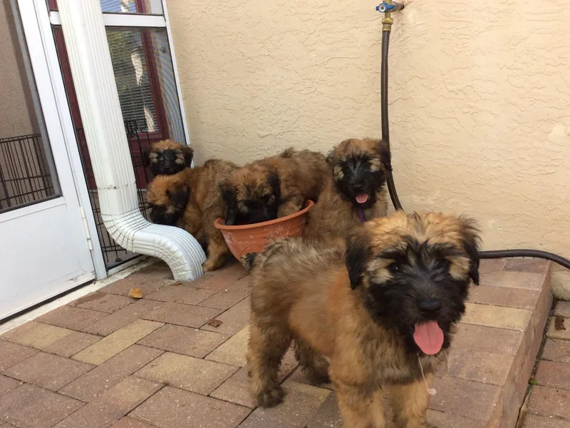 Ann's Soft Coated Wheaten Terriers photo 1