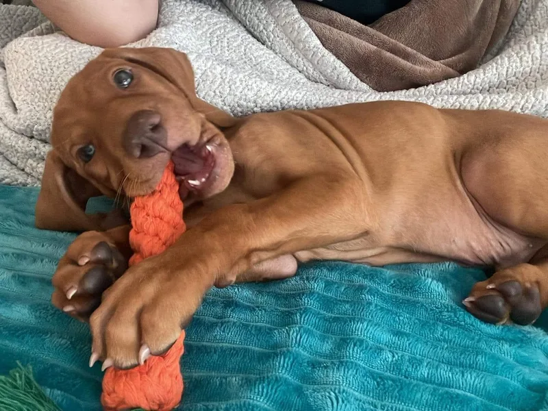 Ann's Vizslas