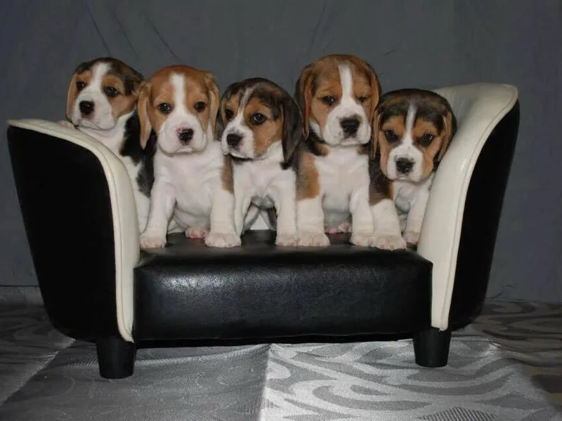 Ann Schwartz Beagles