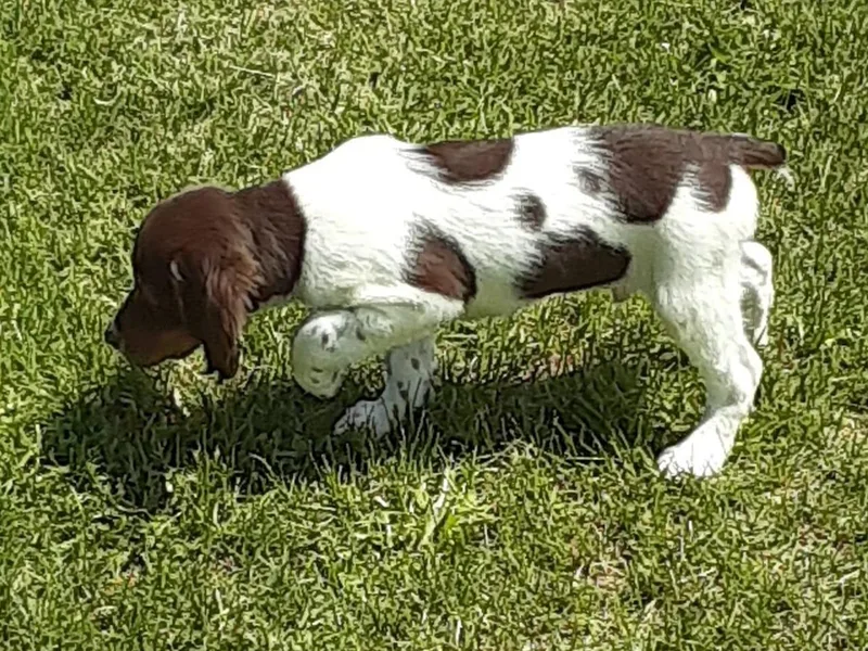 Anna B Rose Kennels LLC