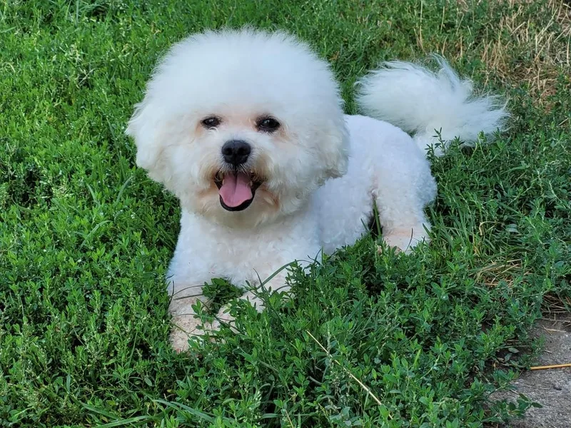 Anna's Bichon Frise