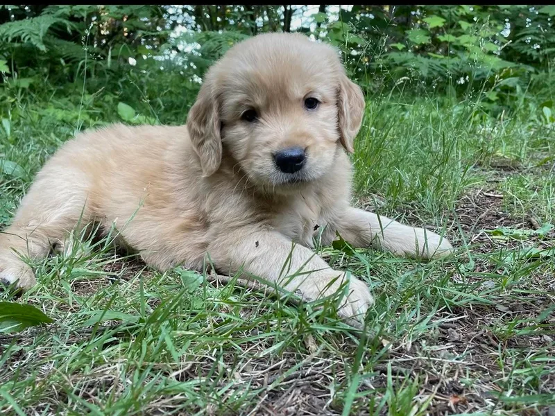 Anna's Golden Retrievers
