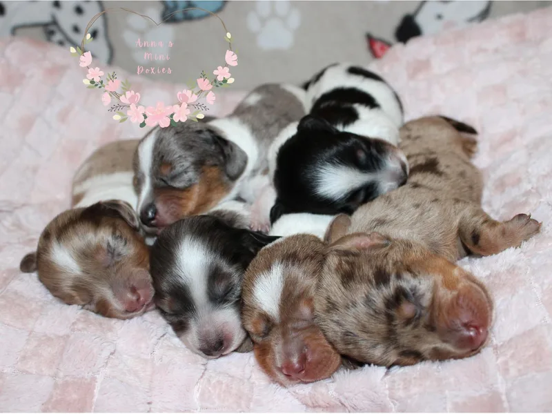 Anna’s Mini Doxies