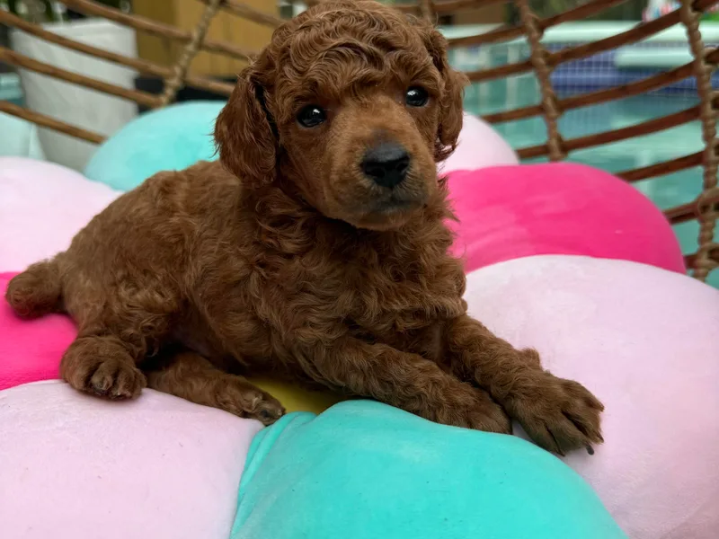 Anna's Puppy Tales